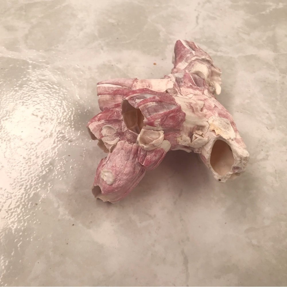 Custom shell bundle — PLEASE READ - Picture 6 of 13